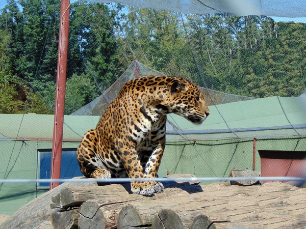Jaguar Enclosure Feline — 스톡 사진