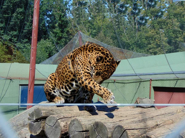 Jaguár Tartási Területen Macska — Stock Fotó