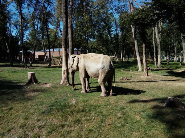 Elefant Djurutrymme Djur — Stockfoto