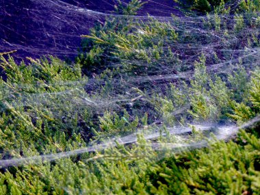 Örümcek ağı üzerinde yeşil bir çalı