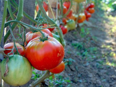 Bahçede domates pişirirken