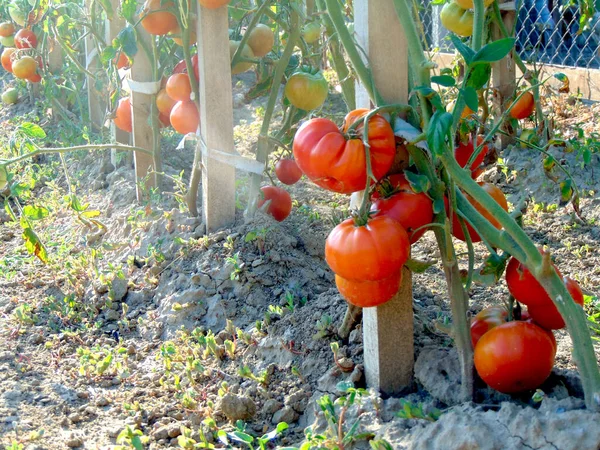 Ντομάτες Κατά Διάρκεια Του Ψησίματος Στον Κήπο — Φωτογραφία Αρχείου