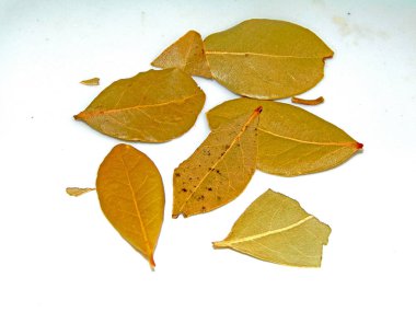 Körfez yaprakları beyaz arkaplanda izole