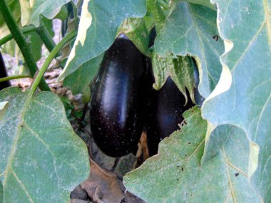 Bahçedeki patlıcanlar, denizciler.