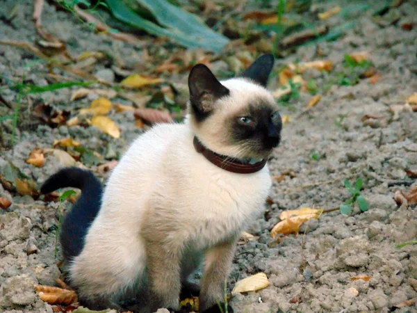 Σιαμέζικη Γάτα Στο Χωράφι — Φωτογραφία Αρχείου