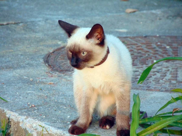 Сиамская Кошка Поле — стоковое фото