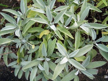 Bahçede Sage (Salvia officinalis) bitkisi