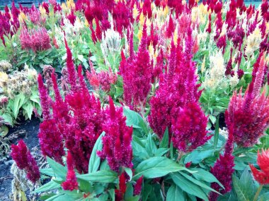 Gümüş Cockscomb (Amaranthaceae) çiçeği - yakın plan