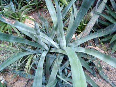 Çizgili, dar yapraklı aloe - yakın çekim