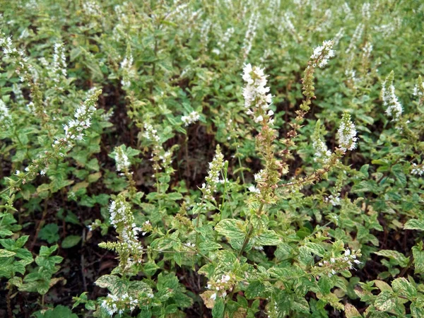 Máta Mentha Spicata Rostliny Příroda — Stock fotografie