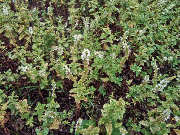 Naneli Mentha Spicata Bitkiler Doğa — Stok fotoğraf