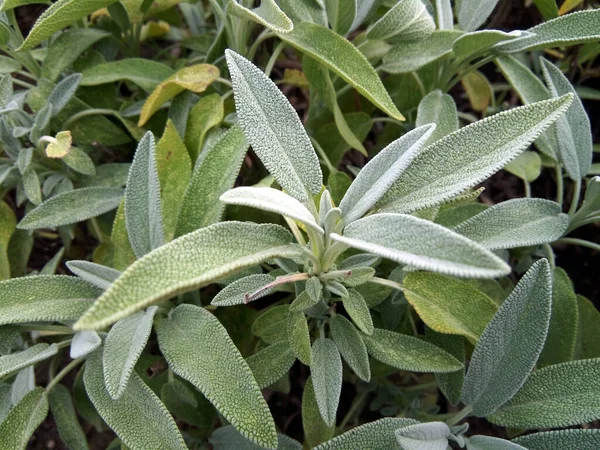 Salvia Officinalis Planta Trädgården — Stockfoto