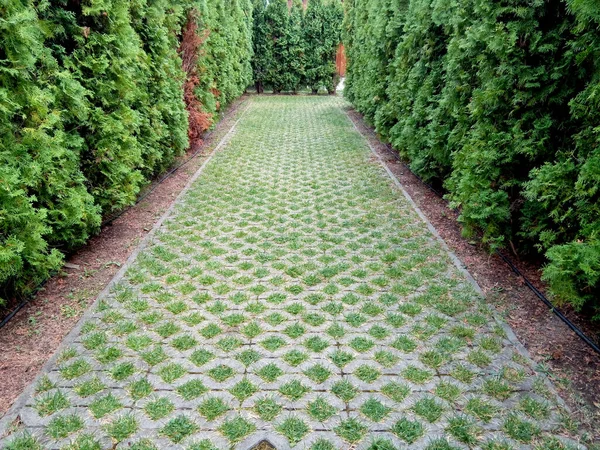 Alley Green Maze Created Park Baia Mare City — Stock Photo, Image
