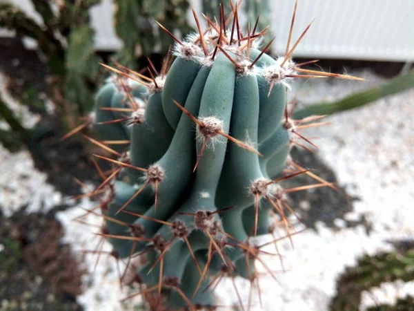 Close Cactus Nature — стоковое фото