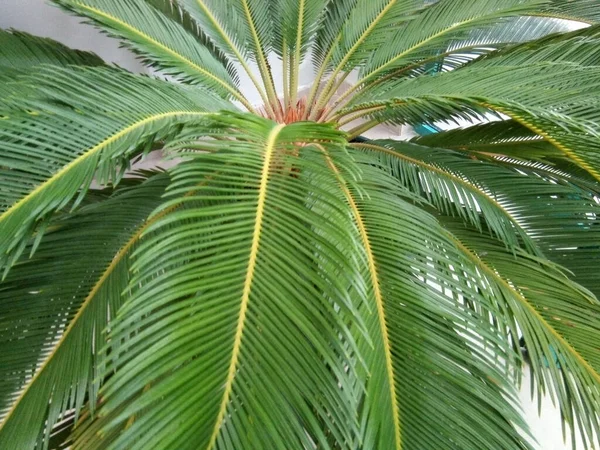 Sago Palm Close Φύση — Φωτογραφία Αρχείου