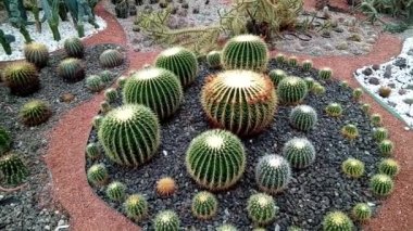 Farklı şekillerde kaktüsler, doğa.
