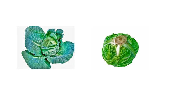 Two Pieces Cabbage Isolated White — Stock Photo, Image