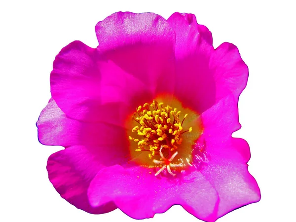 Rose Moos Blume Isoliert Auf Weiß — Stockfoto