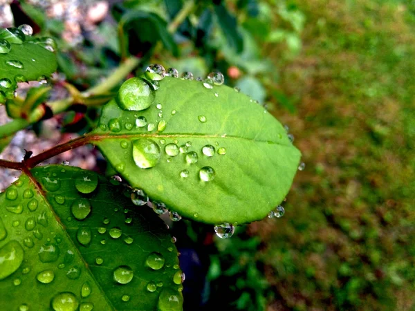 Des Gouttes Eau Sur Une Feuille — Photo