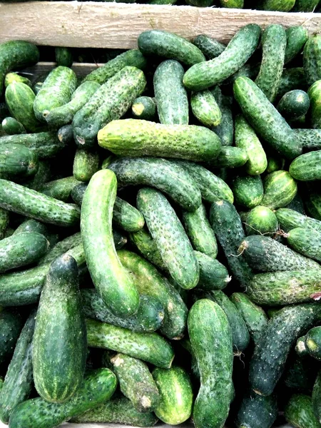 Verschillende Stukken Komkommer Groente — Stockfoto