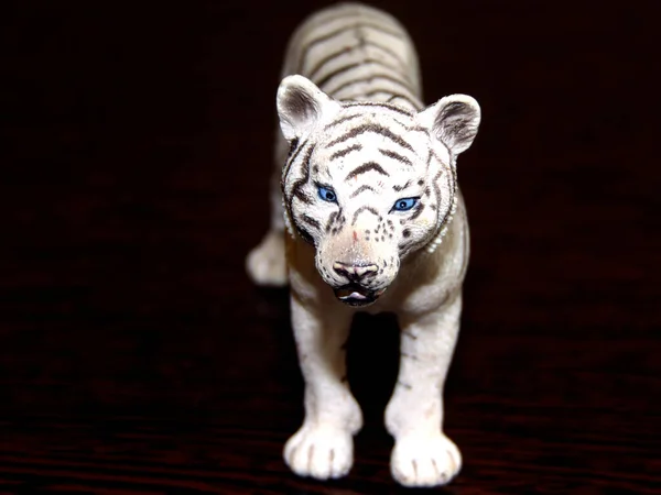 Biały Tygrys Białym Tle Czarnym Tle — Zdjęcie stockowe