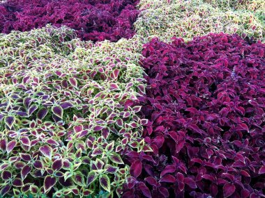 Romanya 'nın Baia Mare kentinde Coleus çiçeği