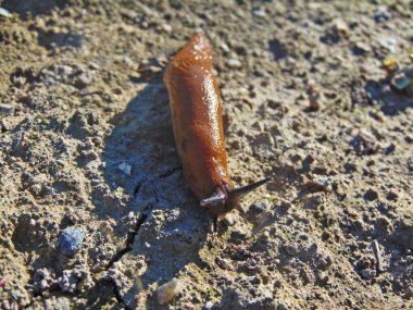 Romanya 'da yere atılan kurşun.