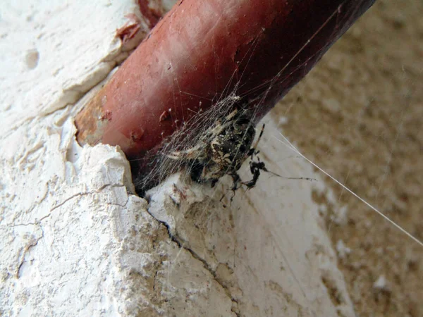 Araneus Ventricosus Araña Rumania —  Fotos de Stock