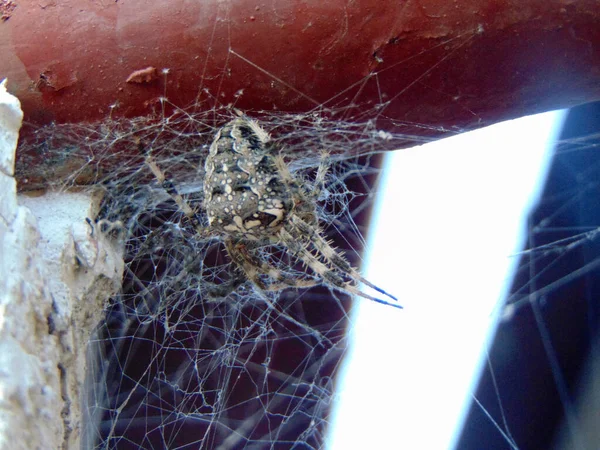 Araneus Ventricosus Araña Rumania —  Fotos de Stock