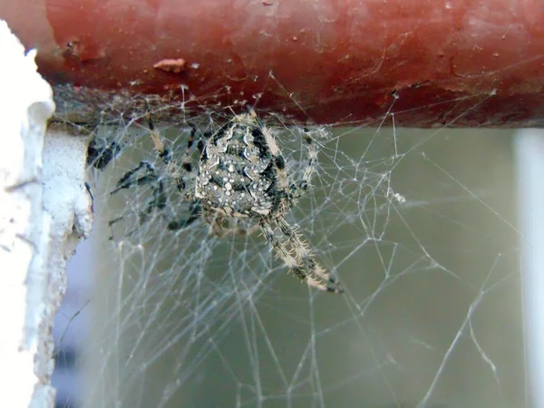 Araneus Ventricosus Spindel Rumänien — Stockfoto