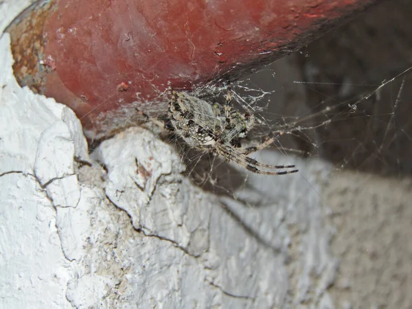 Araneus Ventricosus Spider Romania — Stock Photo, Image