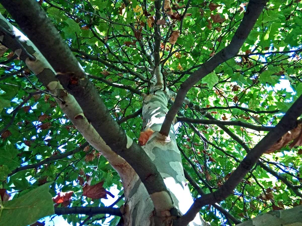 Widok Dolny Drzewa Płaszczyzny — Zdjęcie stockowe
