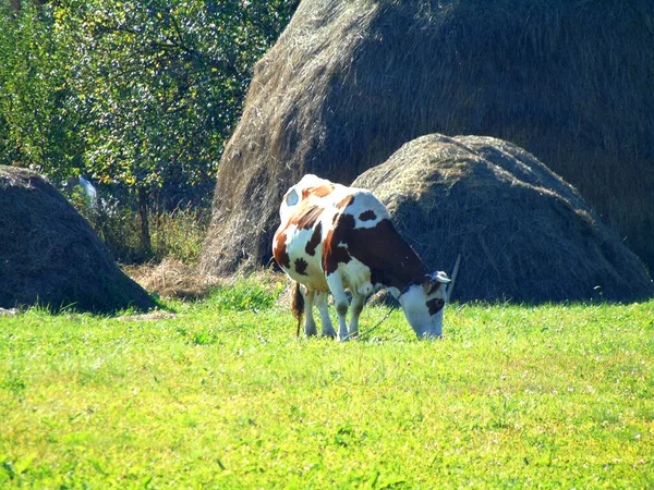 Uma Vaca Apascenta Grama Roménia — Fotografia de Stock