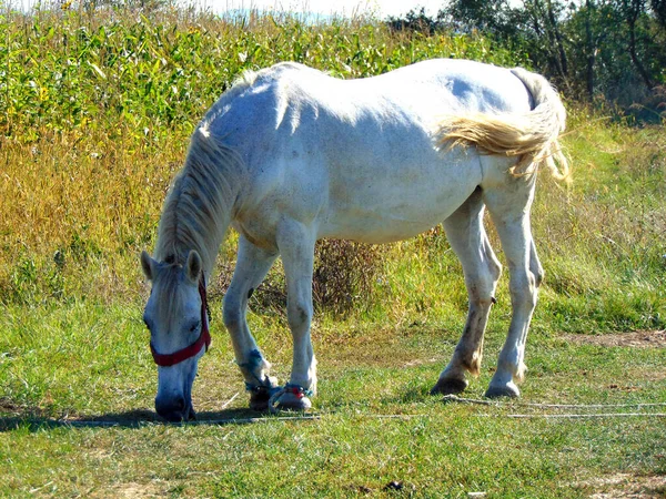 一匹白马吃草 — 图库照片