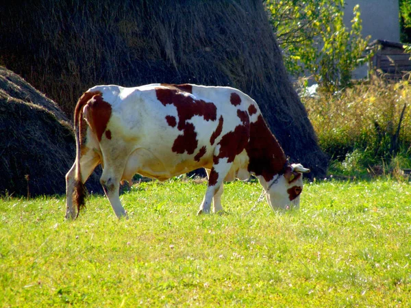 Une Vache Broute Herbe Roumanie — Photo