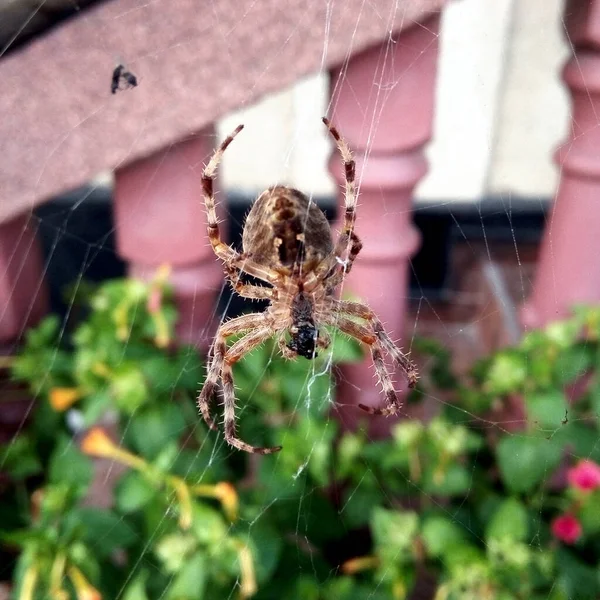 Örümceğin Ağında Bir Örümcek Oturuyor — Stok fotoğraf