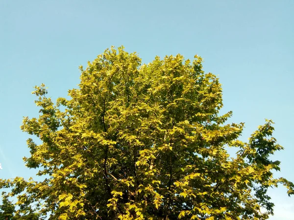 マラムール郡の平面木 — ストック写真