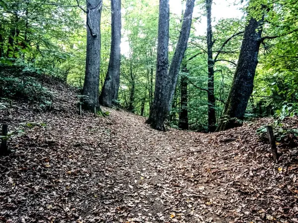 Lansekap Hutan Sephare Romania — Stok Foto