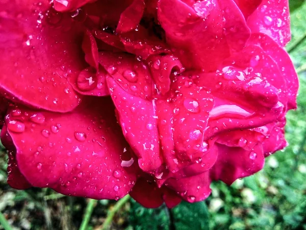 Wassertropfen Auf Den Blättern Einer Rose — Stockfoto