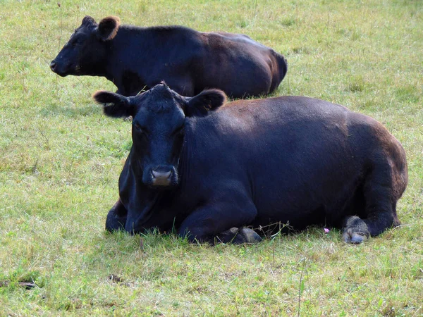 Две Коровы Ангус Сидят Поле — стоковое фото