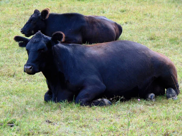 Deux Vaches Angus Sont Assises Dans Champ — Photo