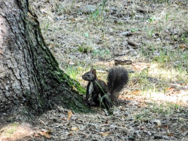 Tarladaki sincap, hayvan.