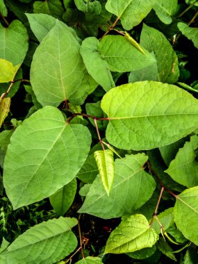 Japon düğümü bitkisi - kapat