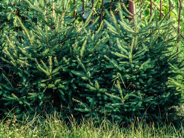 Grupp Västra Vit Gran Natur — Stockfoto