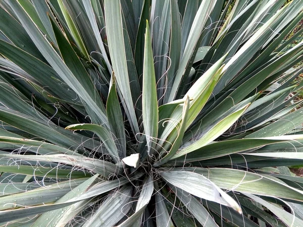 Gros Plan Sur Plante Aiguille Adam Nature — Photo