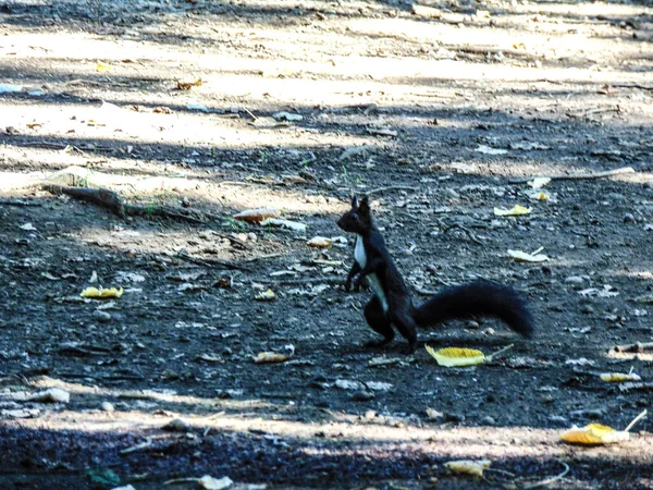 Scoiattolo Sul Campo Nel Parco — Foto Stock