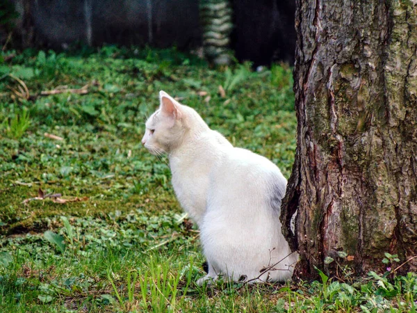 木の横の白い猫 — ストック写真