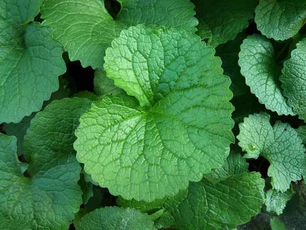 Planta Mostarda Alho Folha Verde — Fotografia de Stock