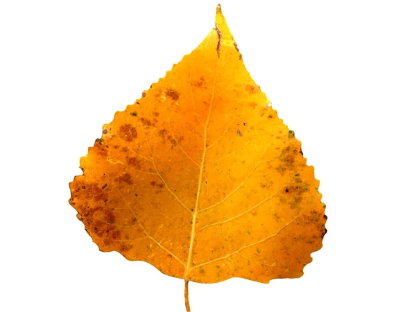 Feuille Peuplier Lombardie Jaune Isolée Sur Blanc Automne — Photo