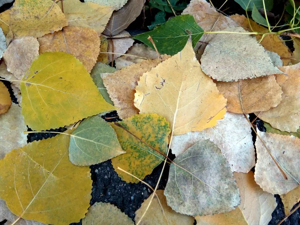 Žluté Zelené Listy Podzim — Stock fotografie